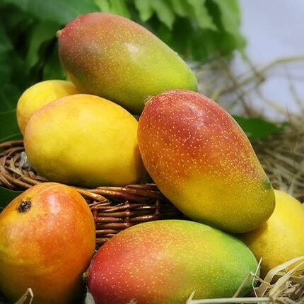 Subarnarekha mango Plant