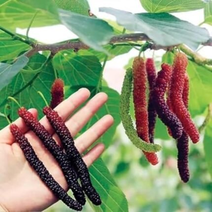 Long mulberry plant