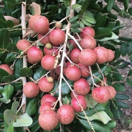 Pink ping pong longan plant