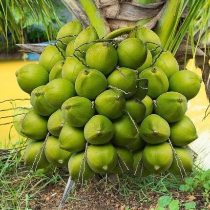 Gangabardhan coconut plant