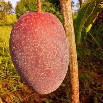 King of chakapat mango plant