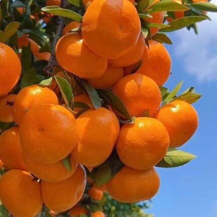 Nagpur mandarin orange (plant hight 2 feet) original grafted plant