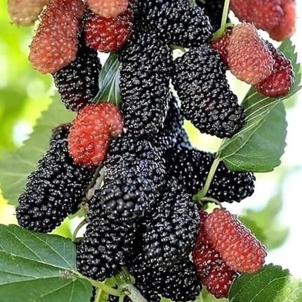 Short mulberry plant