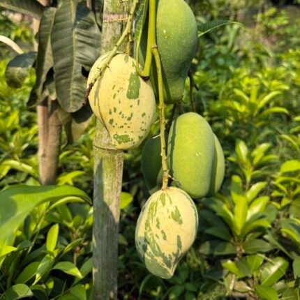 Verigeted Mango Plant