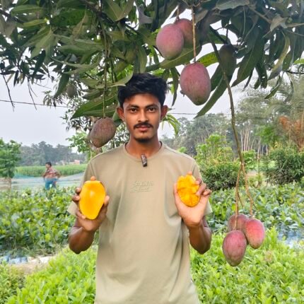 Miyazaki mango plant