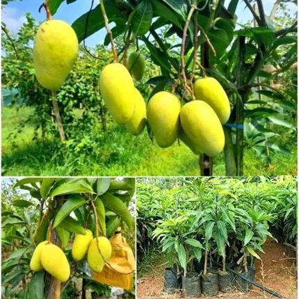 Katimon mango plant