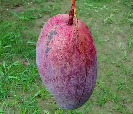 King of chakapat mango plant