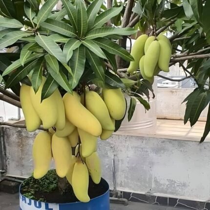 Thai banana mango plant