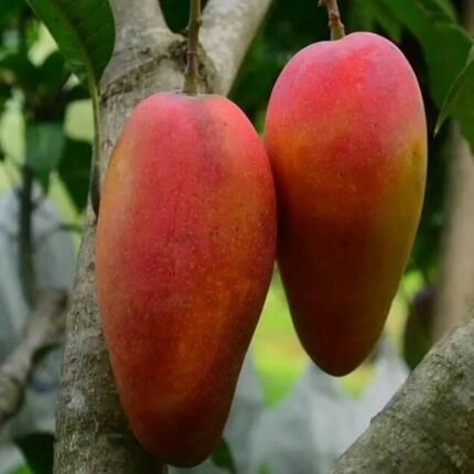 Xi sai Mango Plant