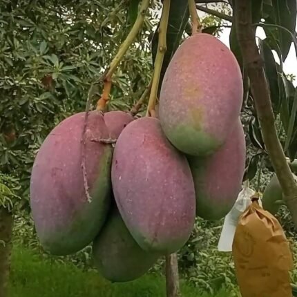 Bari 13 mango plant