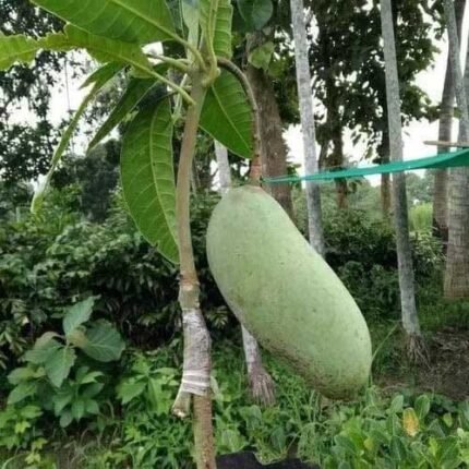 Brunei King Mango Plant