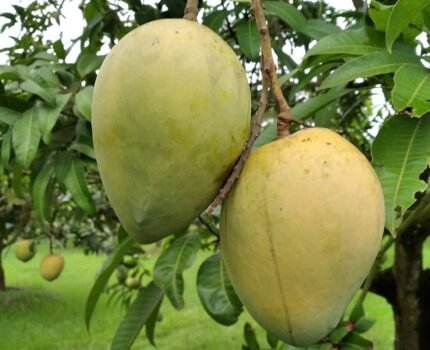 Hari Vanga Mango Plant