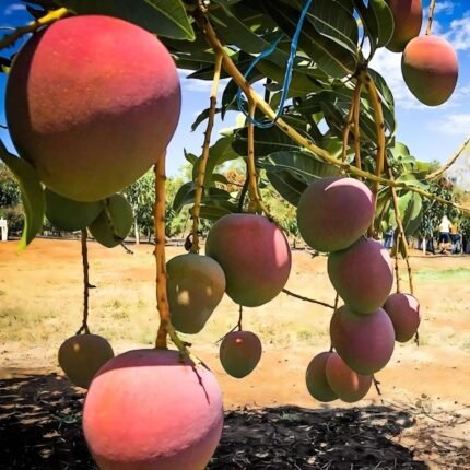 R2 E2 Mango Plant