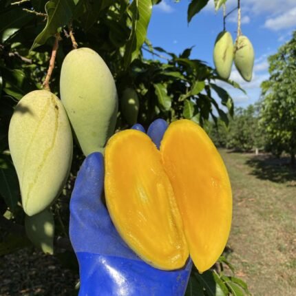 Nam Docmai Mango Plant
