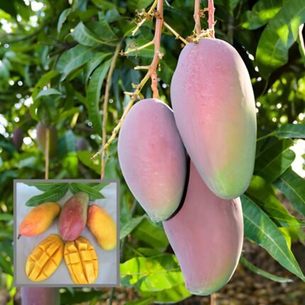 Velencia Pride Mango Plant
