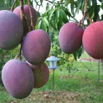 American red palmar mango