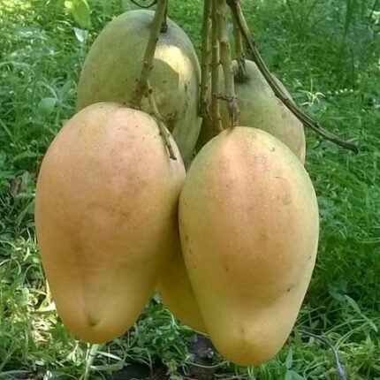 Bari 11 mango plant