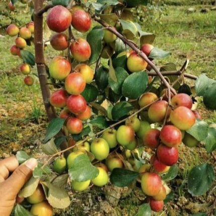 Miss India Apple Ber