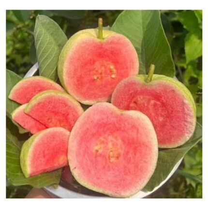 Red Diamond Guava