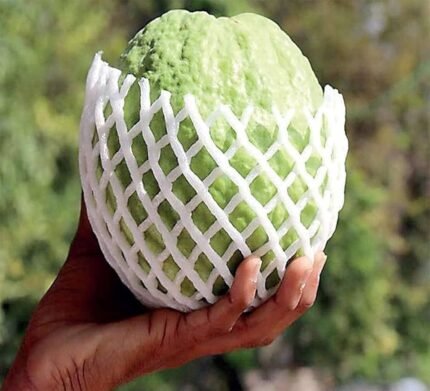 Vnr Guava Plant