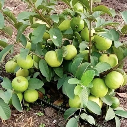 Taiwan Pink Guava Plant