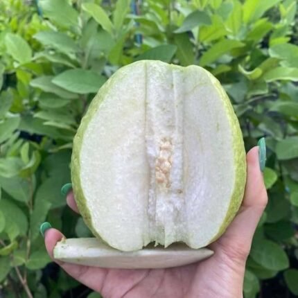 White Diamond Guava Plant