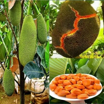 Red Jackfruit Plant
