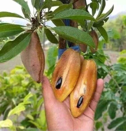 Thai long chiku