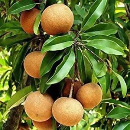 Cricket ball Chiku plant