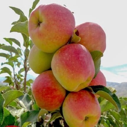 Anna apple plant