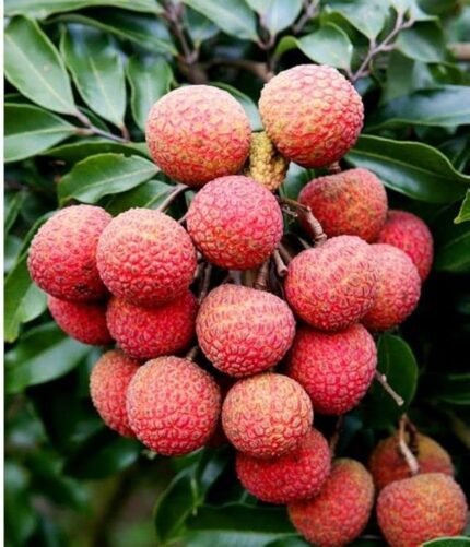 Bombay lichi Plant