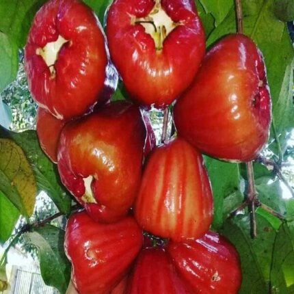 Dalhari chamba water apple Plant