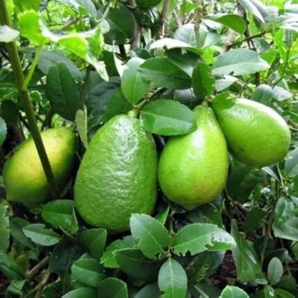 Kagji lemon plant