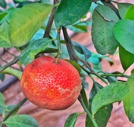 Red pati lemon plant