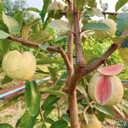 Red king Guava plant