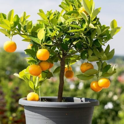 African yellow malta (plant hight 2-2.5 feet) original grafted plant