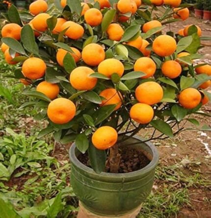 Nagpur mandarin orange (plant hight 2 feet) original grafted plant