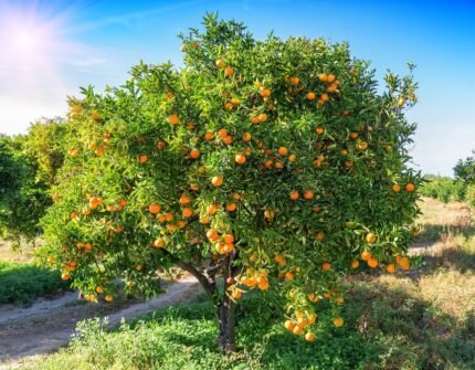 Washington navel orange (plant height 2-2.5) original grafted plant