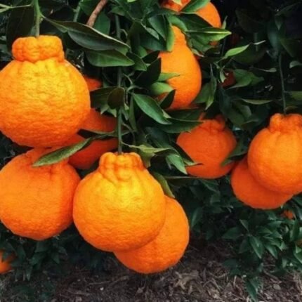 Dekopon orange (plant height 2 feet) original grafted plant