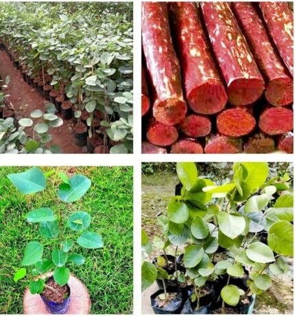 Red chandan (plant height 2-2.5 feet)