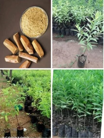 White chandan  (plant height 2-2.5 feet)