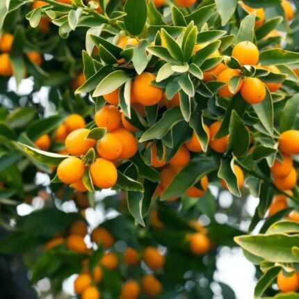 Sweet lemon plant / original grafted plant