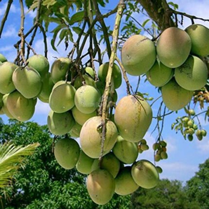 Himsagar mango Plant