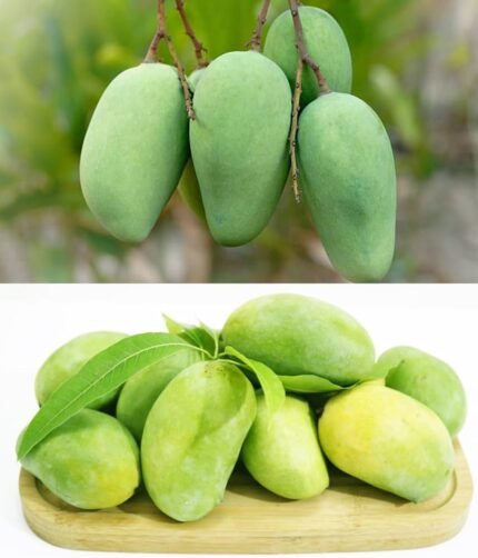 Amropali mango plant