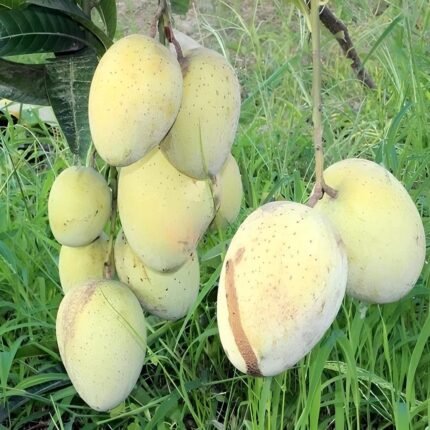 Gormati mango plant