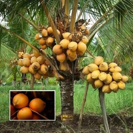 Kerala coconut plant