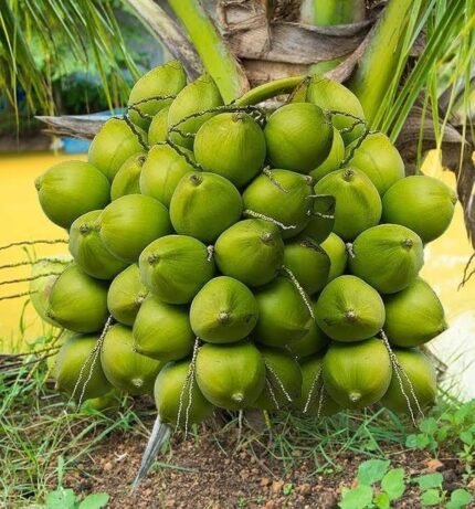 Gangabardhan coconut plant