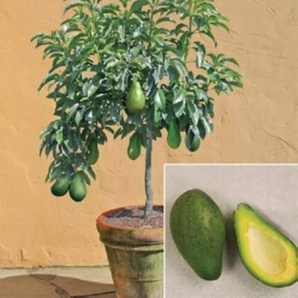 Avocado tropical plant