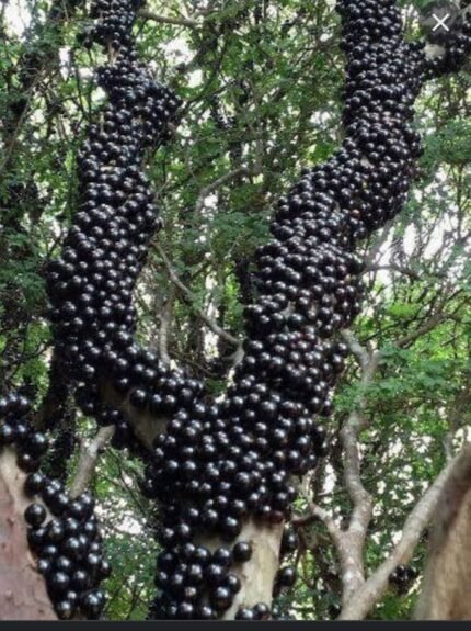 jaboticaba red hybrid plant