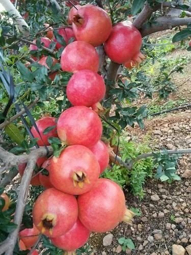 Super bhagwa pomegrate plant